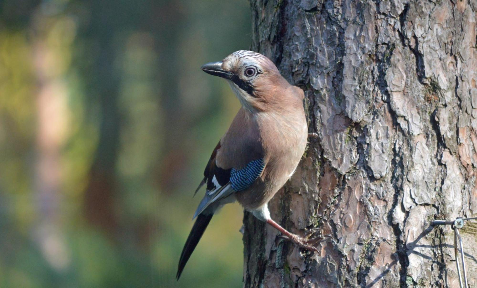 Boshuis Turquoise / Smaakvol Genieten Op De Veluwe 霍德鲁 外观 照片