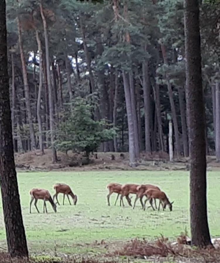 Boshuis Turquoise / Smaakvol Genieten Op De Veluwe 霍德鲁 外观 照片